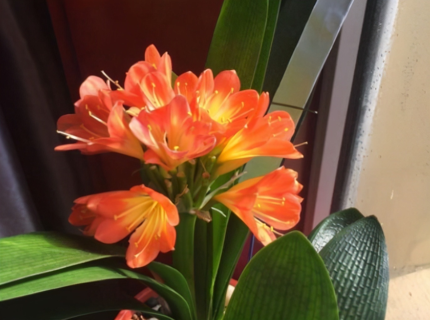 土壤|养不好君子兰有“5不”,新手照做任意一条,都会导致出问题