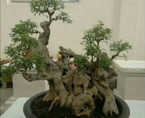 山上的“黄荆疙瘩”，做成盆景，古朴苍劲枝叶扶疏，观赏性强