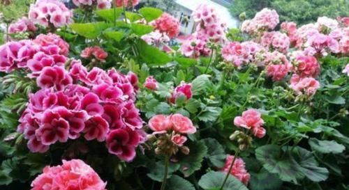  美丽|4款零差评花卉，花型美丽，四季开爆盆