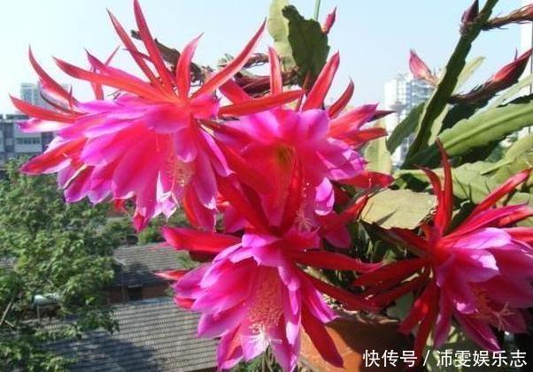 大荷花|一盆“仙人掌”,开满“大荷花”,又威武,又壮观,又好看