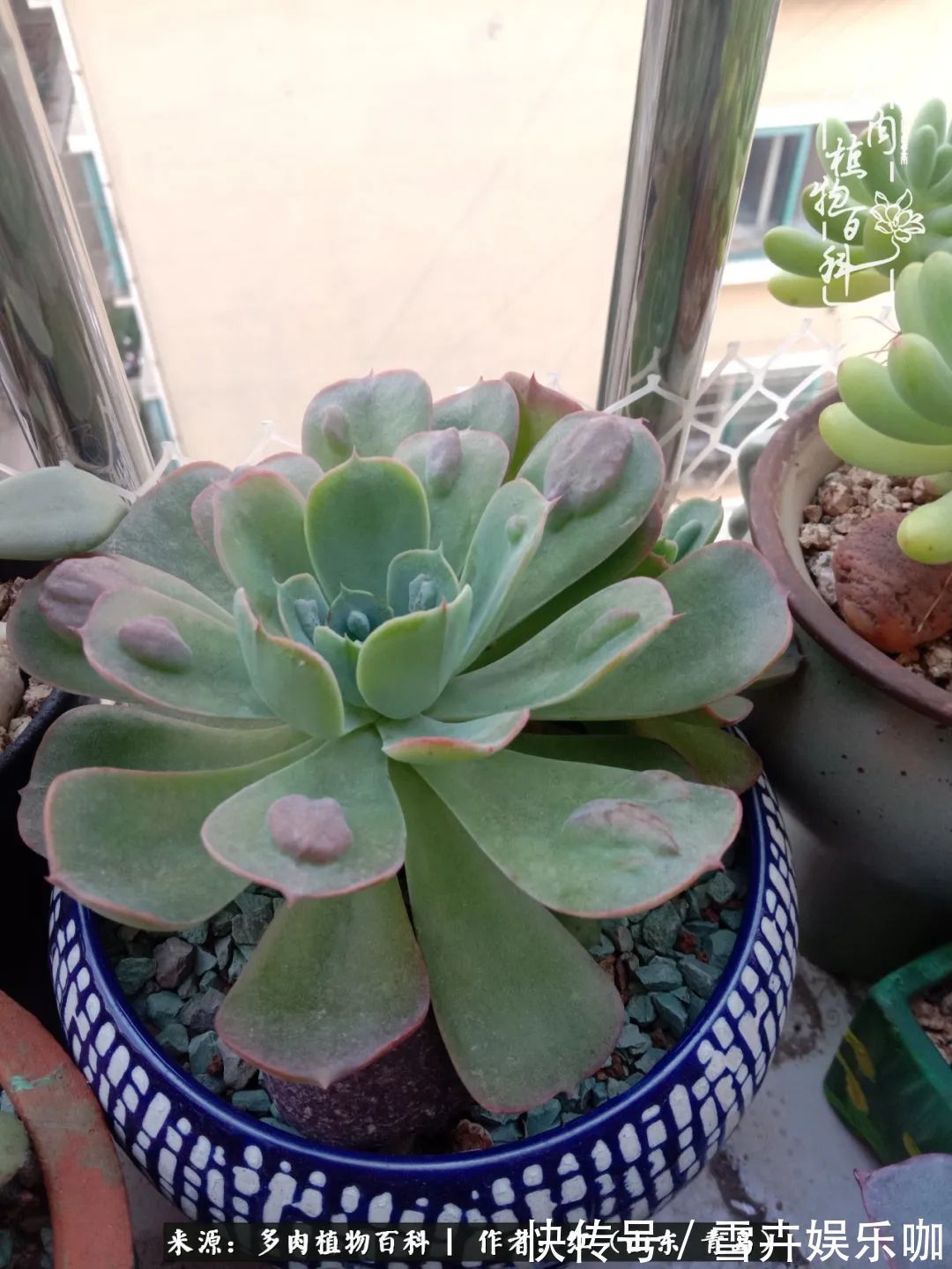 红稚莲|多肉度个夏,回到解放前!曾经有多美,现在就有多丑!