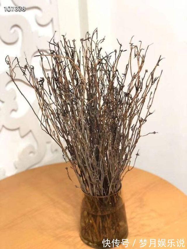 干枝杜鹃|干枝杜鹃不能买，罪恶产业链，没有买卖就没有盗采