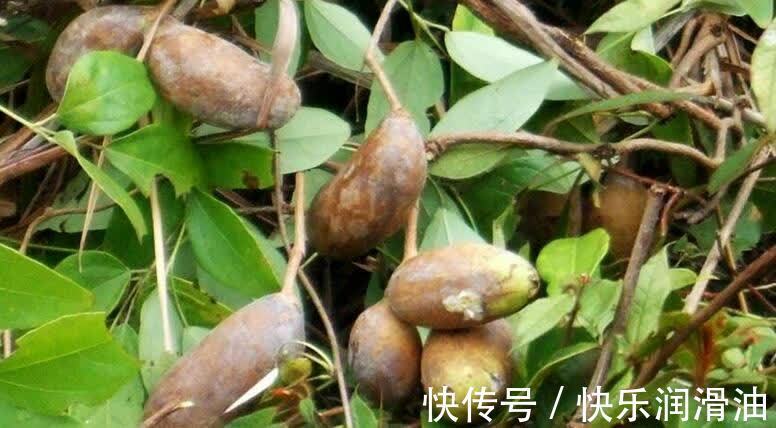 宣传|曾是南方农村野果，如今十元一斤，成网红果，北方人却表示没见过