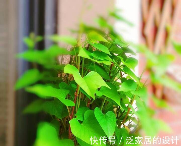 红薯还能这样玩，简单好养，一个月变盆景，生机盎然