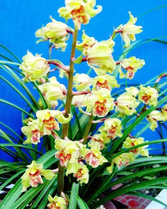 曾获奖多次的兰花,花姿好看,花香四溢,曾一苗难求,