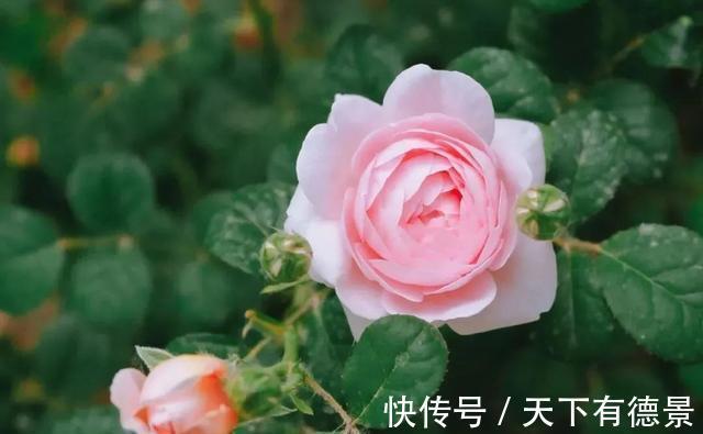 阳台上|养月季多年,筛选出8种灌木月季,适合阳台栽培,开花能力好