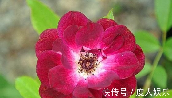 栽种|新手养花,不如养盆花中精品“葡萄冰山”,花大色艳,株型饱满