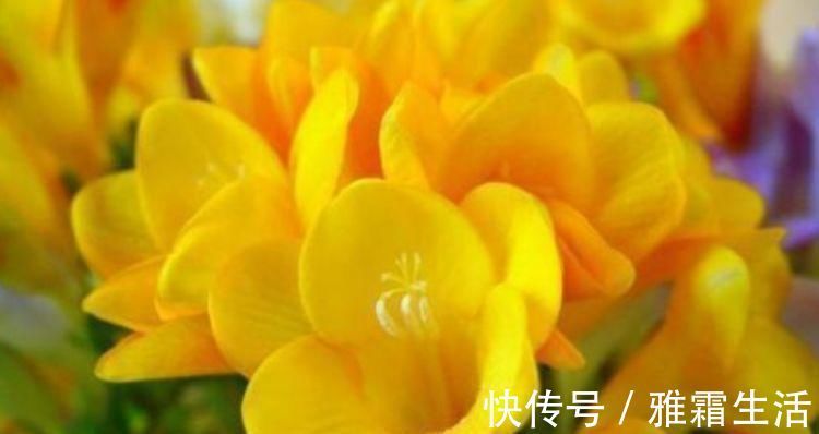 香雪兰|家里就养4种花,妖艳妖娆,层层交叠,烂漫迷人眼