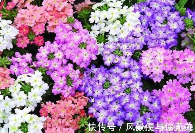 花期|几种花期最长的花卉,一年四季开不停,每天都有花赏