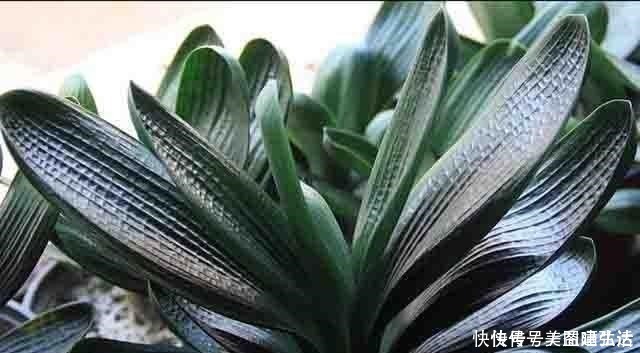 钾肥|不花钱的“营养液”，给君子兰浇一点，叶片肥，叶纹深，开花多！
