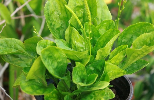 凉拌|65种野菜图片,带你认识不同的野菜和吃法,你想要的野菜这里都有