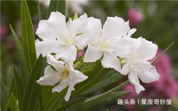 财神|未来7天财神坐镇，富贵缠身，财运一路升腾，赚得丰钵盈盆的生肖