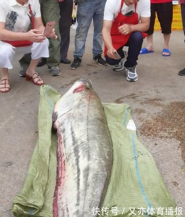 西江巨鲶|西江80斤鲶鱼王被人钓起!几乎与人等高,网友:应该放生