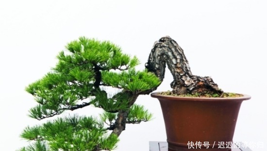 教你如何制作罗汉松盆景!