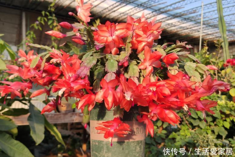 蟹爪兰要会“掐”,经常“掐一掐”,叶片又厚又大,一年花开多次