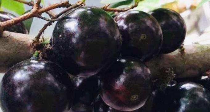 天然“调经果”找到了,女性经常吃,缓解痛经,补钙减肥!