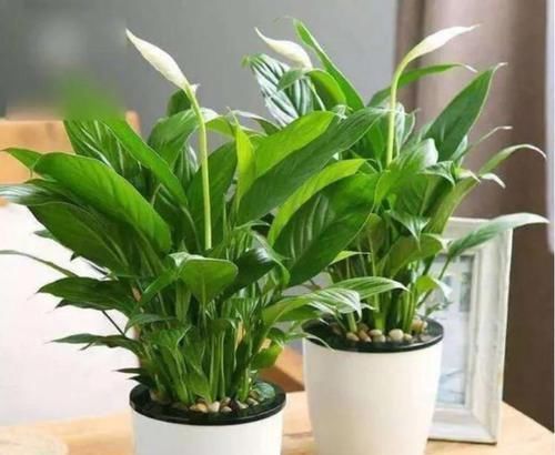 4种花很耐养,沾土就能活,添绿意清空气,格调品味高!