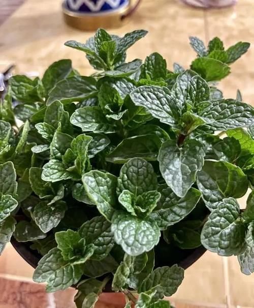 适合放在窗台的小型绿植，带有清香味，摆在窗台上，逼格十足