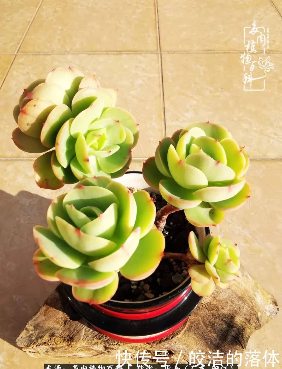 广东的冬天是多肉的春天,时间是最好的魔法师!