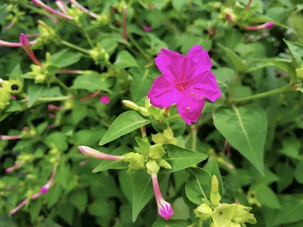 一种外来植物，俗称“地雷花”，你可能玩过，但却不知它价值很高