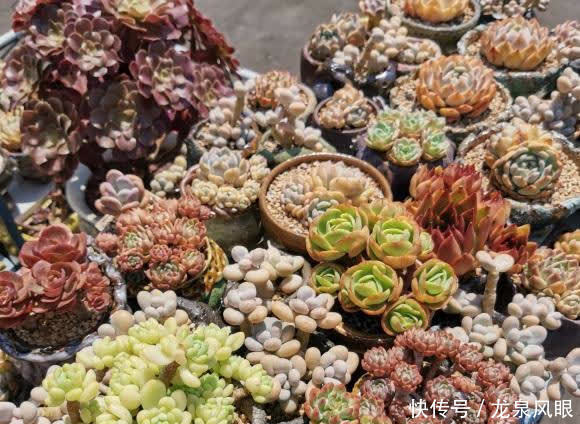 风扇|多肉想要养得好,通风,光照不能少,夏天养多肉,小风扇准备好