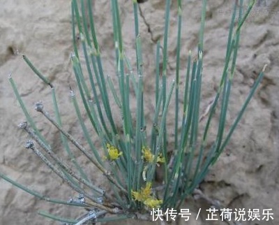 药材|农村野草,生长在水沟边,却没想到是珍贵的药材