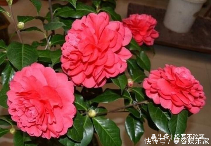 几种花养家里,福旺运旺财更旺,越养越上瘾,你养了吗