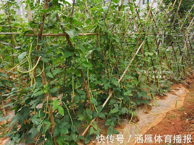 筱雅|晒豆角,第一步焯水就错了,教你1招,简单实用,口感香醇有嚼劲