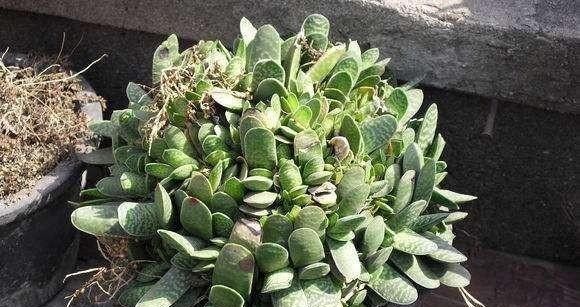 这个植物像元宝 养护过程光照别太强了 快资讯 这个植物像元宝 养护过程光照别太强了 快资讯