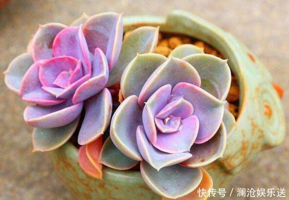 桃蛋|5种颜值超高的多肉,粉粉的肉嘟嘟,最适合新手养了!
