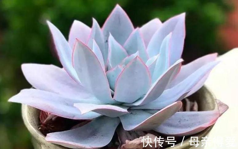 多肉薄叶“三仙”该怎么养?掌握住技巧,盆栽轻松出状态