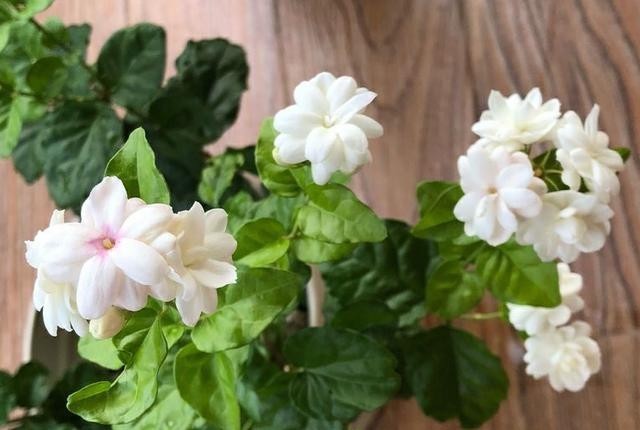 明白|别人的浇水“技巧”不烂根,但是不一定适合你!要明白关键才行!