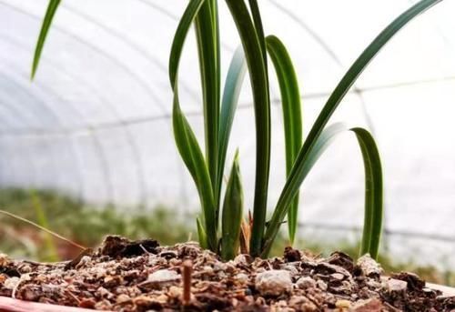 冬日养兰花,做好这些,花香似香水,却比它更安全持久