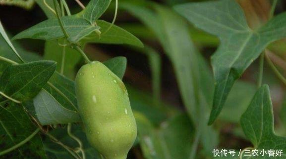 农村一种野果,以前没有人重视,现在一斤90块还供不应求