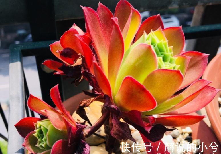 多肉繁殖方式一网打尽,学会后想怎么玩都行,1年之后还能变大户