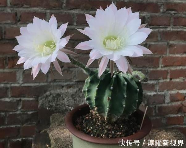 昙花|天热阳台该种植什么花15种''抗晒''植物，盆栽赏花不犯愁