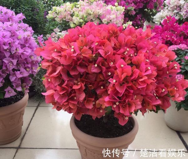 光照|秋季三角梅不开花太不正常!3个“逆袭”技巧,30天开花一大片