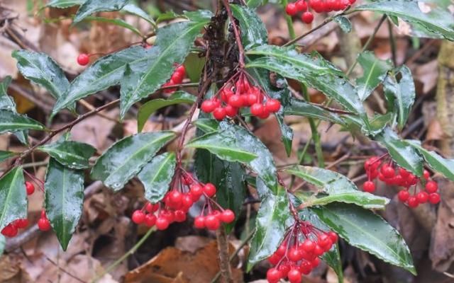 俗称“黄金万两”，野生不多，山里若能有幸偶遇，请珍惜移植