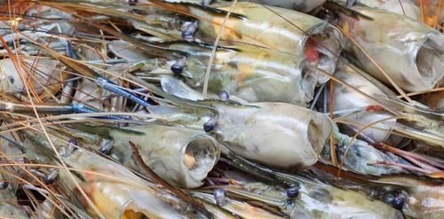 虾头里面是“精华”还是“脏东西”?能吃吗?看完涨知识了