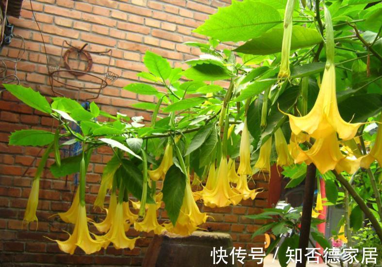 盘点|盘点十款有毒花，再喜欢也别养在家里，你家养过几种？