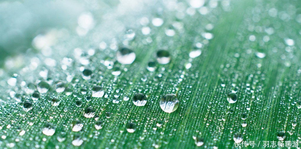 看完|宋代最丑的词人贺铸,写下一首最美的词,看完了你都不觉得他丑了