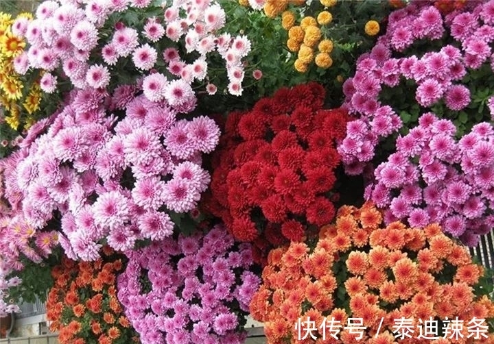 防盗窗养这5盆花,开花多、花期长,邻居看了都眼红