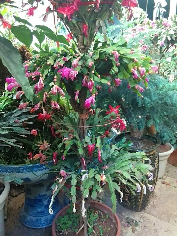 芽点|这东西和蟹爪兰天生一对,嫁接百分百活,轻松变身蟹爪兰大树!