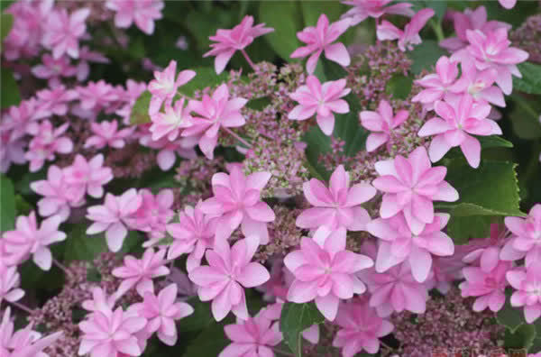 3种花谁养谁喜欢，比玫瑰还漂亮，香气浓郁，花期长，还很好养护！