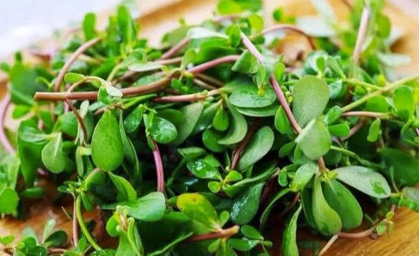 黏液|药食两用马齿苋 清热解毒凉血止血