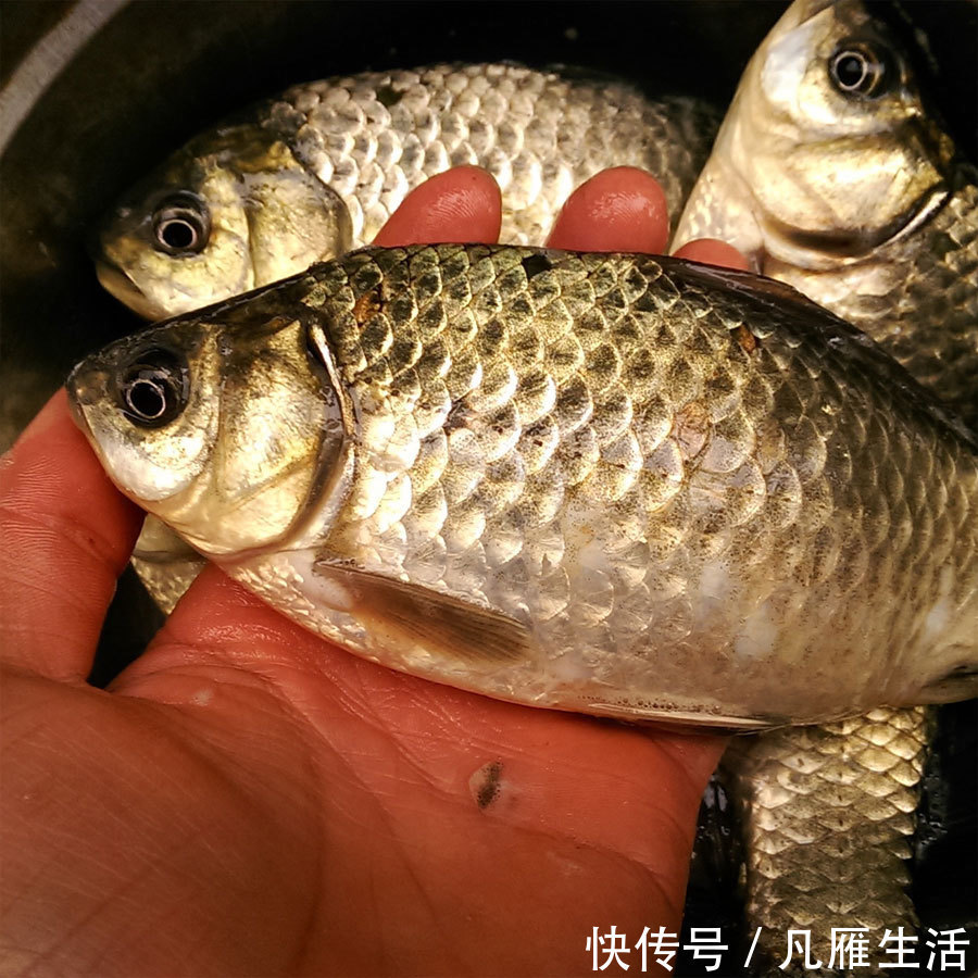 姜块儿|不管炖啥鱼,都不要直接加水炖!这样做汤浓白、味鲜美,好喝!