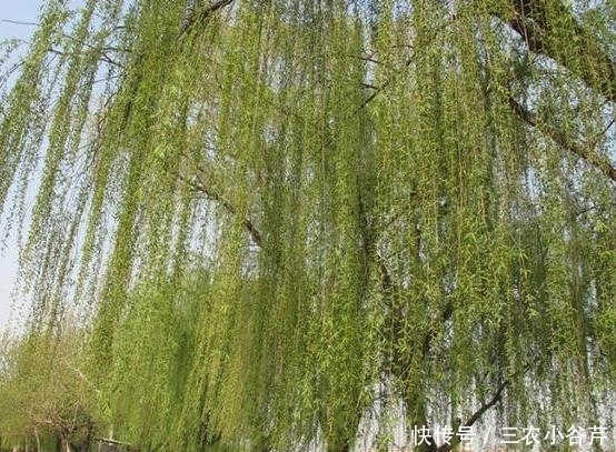 这是“天然”生根剂，路边捡一把，泡在水里，生根快速，浇花也旺