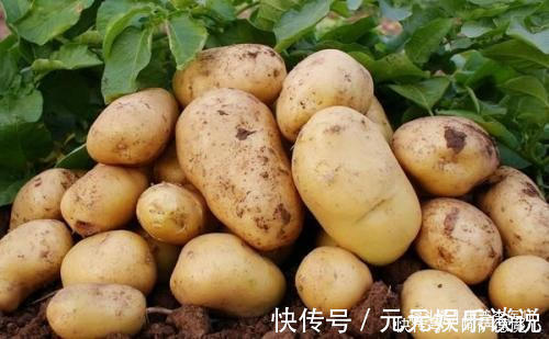 好食物|冬季养生要会吃,推荐几种好食物,延缓衰老,排毒消脂,越吃越好