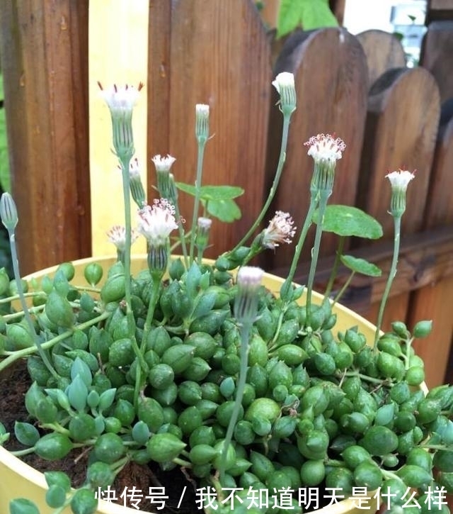 3款“爱哭鼻子”的多肉植物,名字很凄美,出了状态确让人很陶醉
