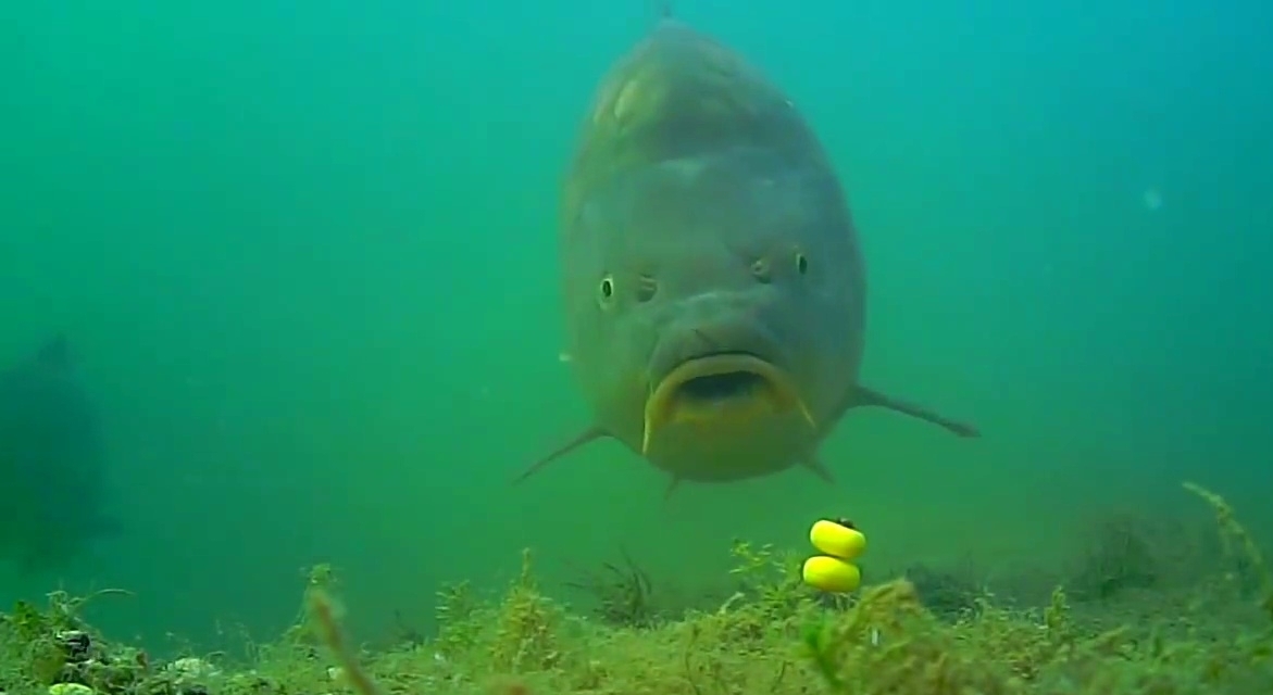 鲫鱼|钓鱼时大声说话,真的能把进窝的鱼惊散么